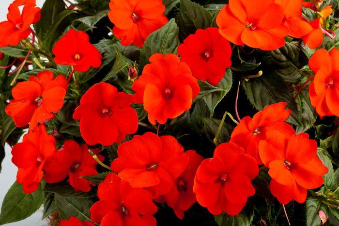 Impatiens Sunpatiens Compact Electric Orange - View 3 from www redcrocus com