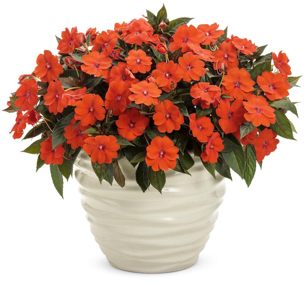 Impatiens Sunpatiens Compact Electric Orange - View 4 from www redcrocus com