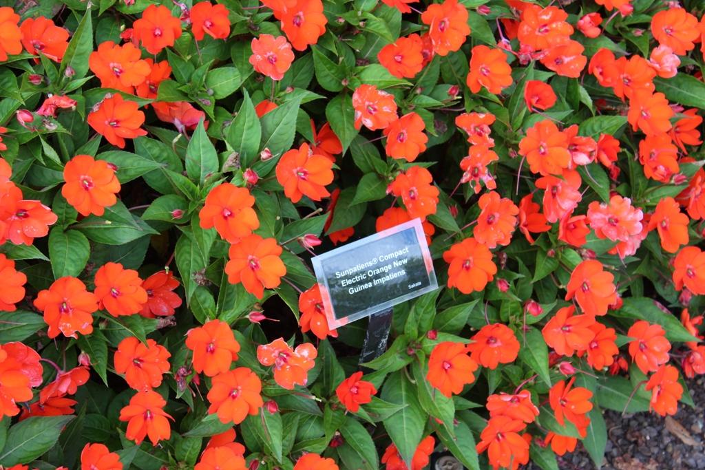 Impatiens Sunpatiens Compact Electric Orange - View 5 from www redcrocus com