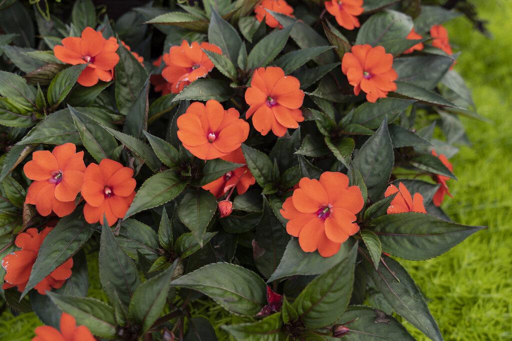 Impatiens Sunpatiens Compact Electric Orange - View 6 from www redcrocus com