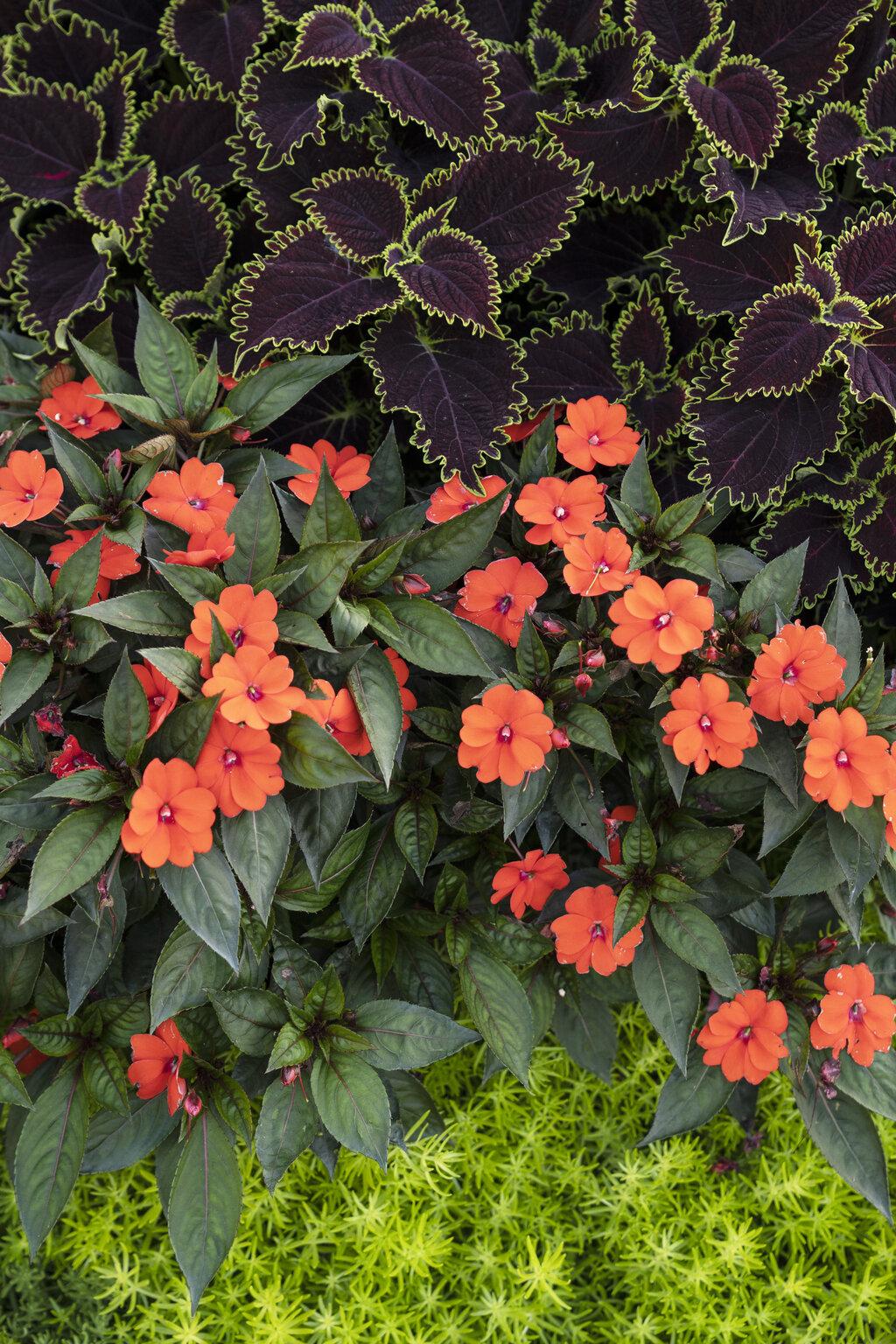 Impatiens Sunpatiens Compact Electric Orange - View 7 from www redcrocus com