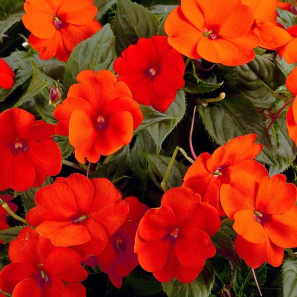 Impatiens Sunpatiens Compact Electric Orange - View 8 from www redcrocus com