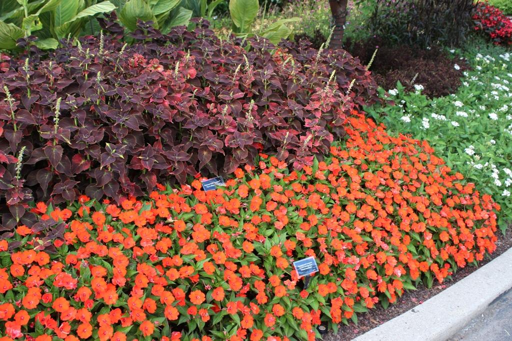 Impatiens Sunpatiens Compact Electric Orange - View 9 from www redcrocus com