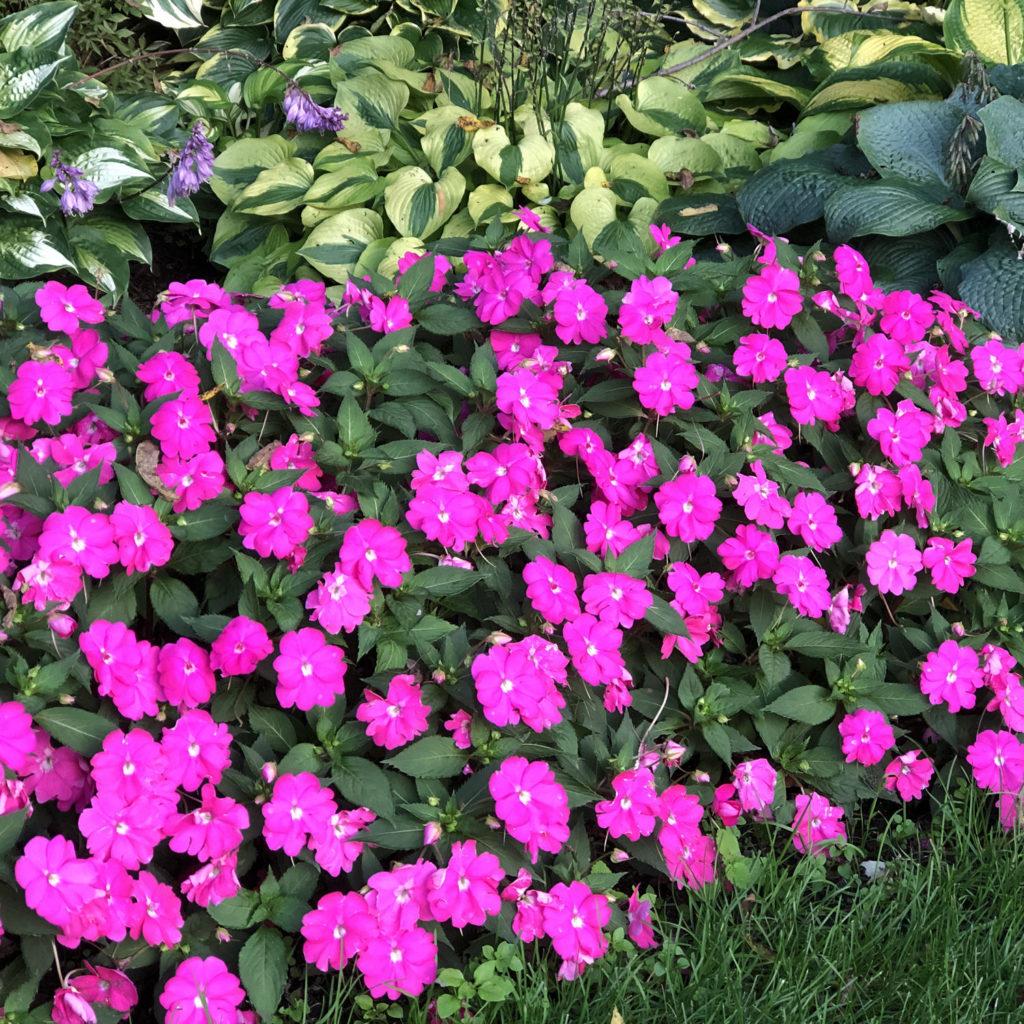 Impatiens Sunpatiens Compact Lilac - View 10 from www redcrocus com