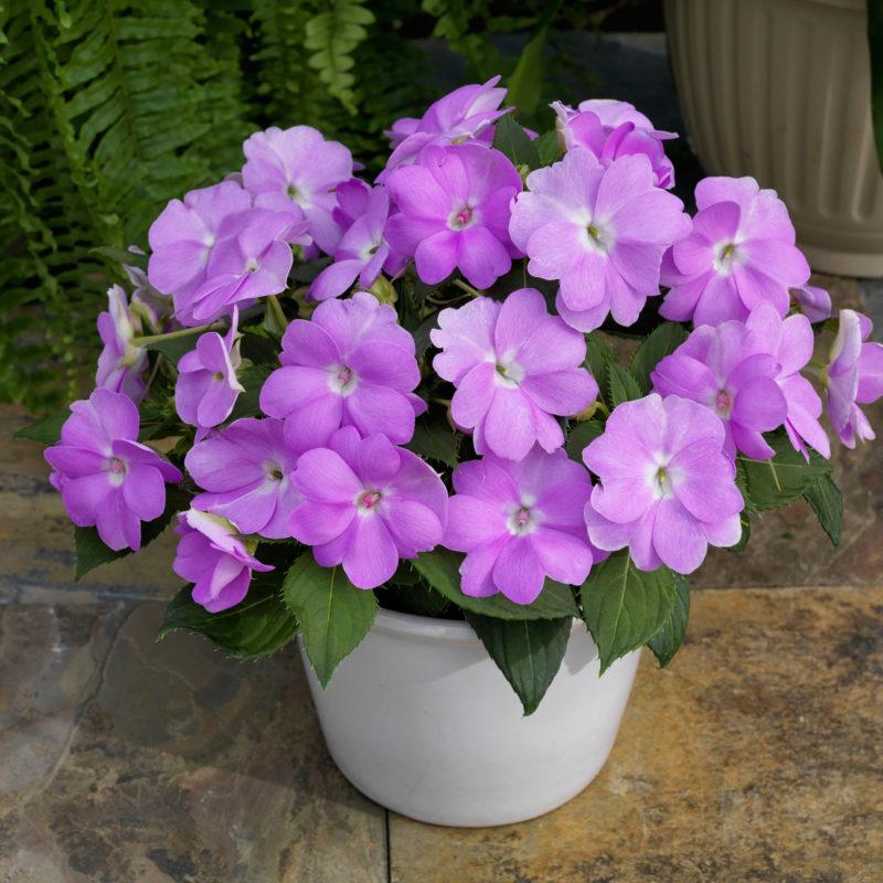 Impatiens Sunpatiens Compact Lilac - View 11 from www redcrocus com