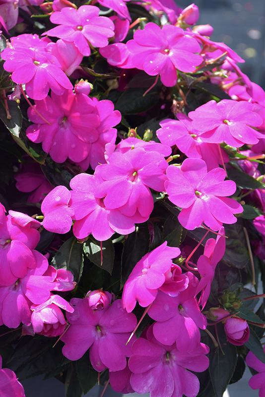 Impatiens Sunpatiens Compact Lilac - View 12 from www redcrocus com