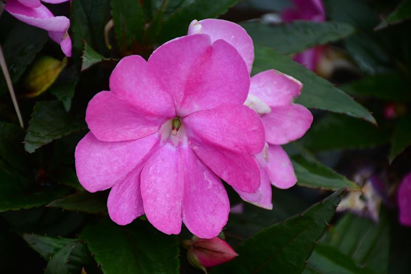 Impatiens Sunpatiens Compact Lilac - View 14 from www redcrocus com