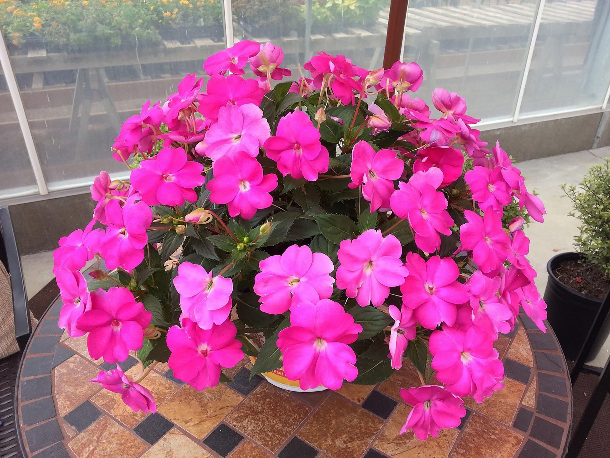 Impatiens Sunpatiens Compact Lilac - View 15 from www redcrocus com