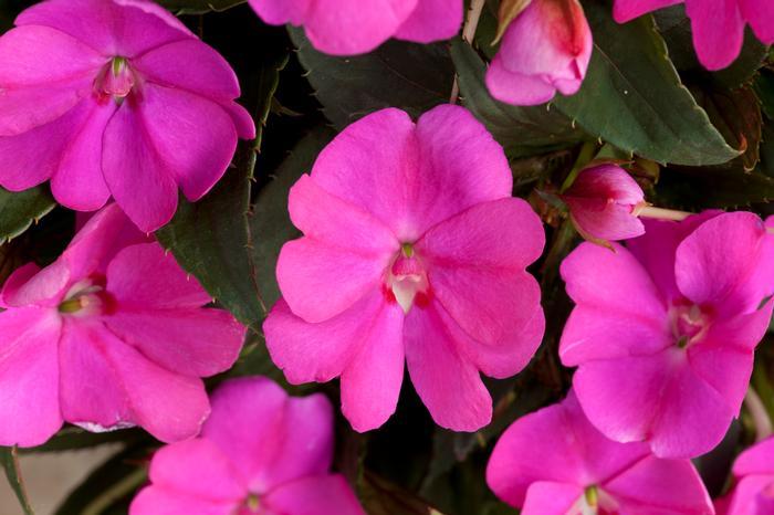 Impatiens Sunpatiens Compact Lilac - View 16 from www redcrocus com