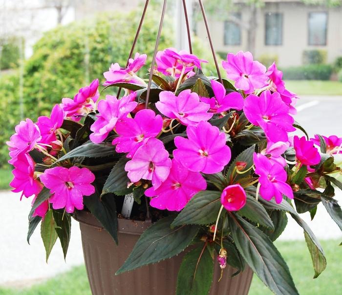 Impatiens Sunpatiens Compact Lilac - View 3 from www redcrocus com