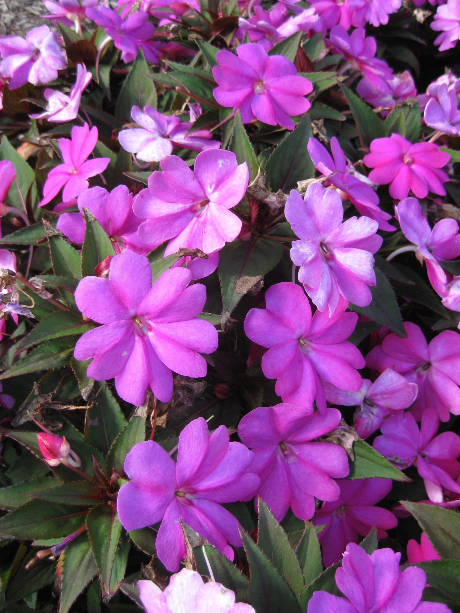 Impatiens Sunpatiens Compact Lilac - View 4 from www redcrocus com