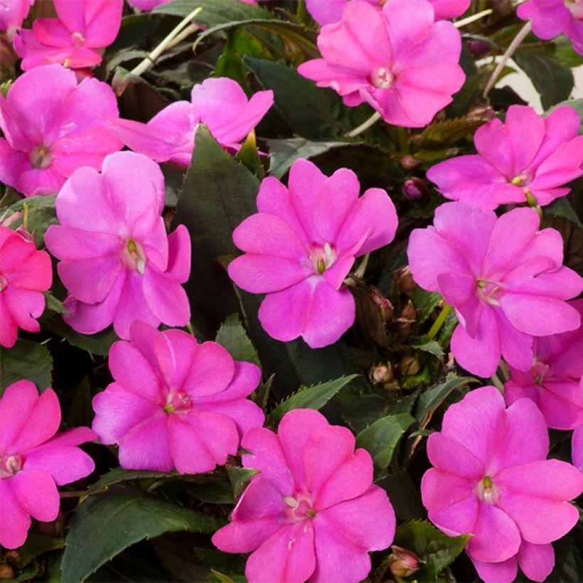 Impatiens Sunpatiens Compact Lilac - View 6 from www redcrocus com