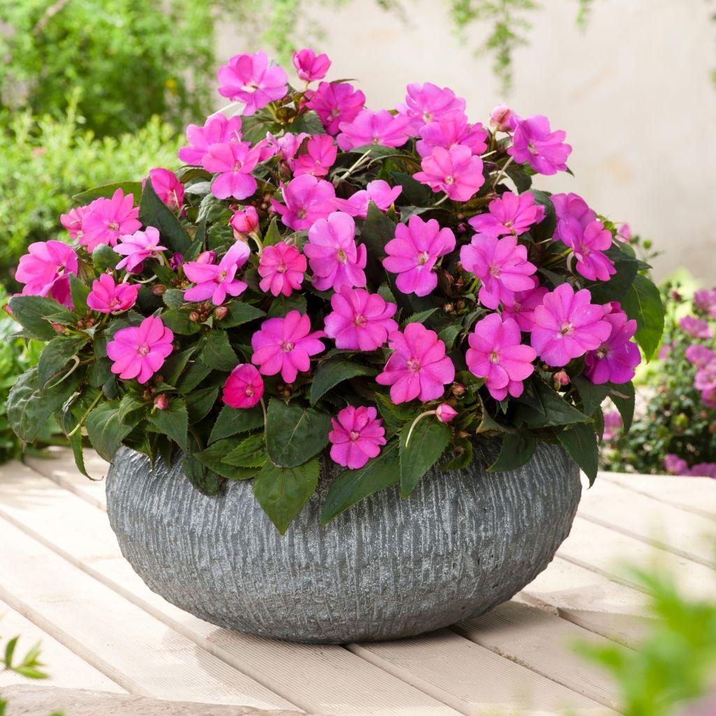 Impatiens Sunpatiens Compact Lilac - View 7 from www redcrocus com