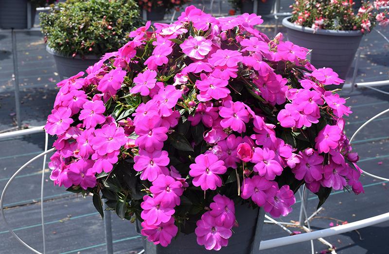 Impatiens Sunpatiens Compact Lilac - View 8 from www redcrocus com