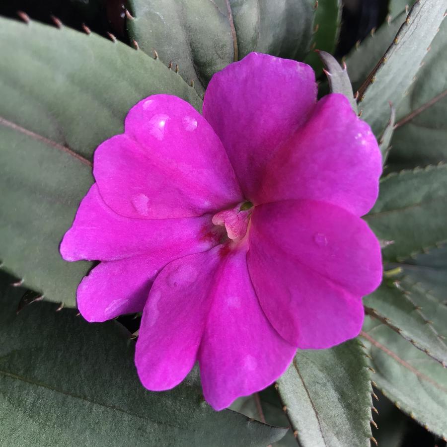 Impatiens Sunpatiens Compact Lilac - View 9 from www redcrocus com
