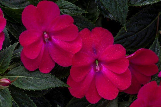 Impatiens Sunpatiens Compact Rose Glow - View 1 from www redcrocus com