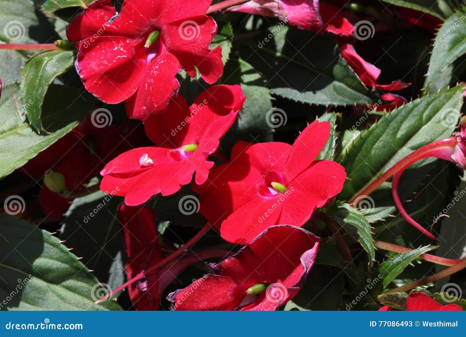 Impatiens Sunpatiens Compact Deep Red - View 14 from www redcrocus com