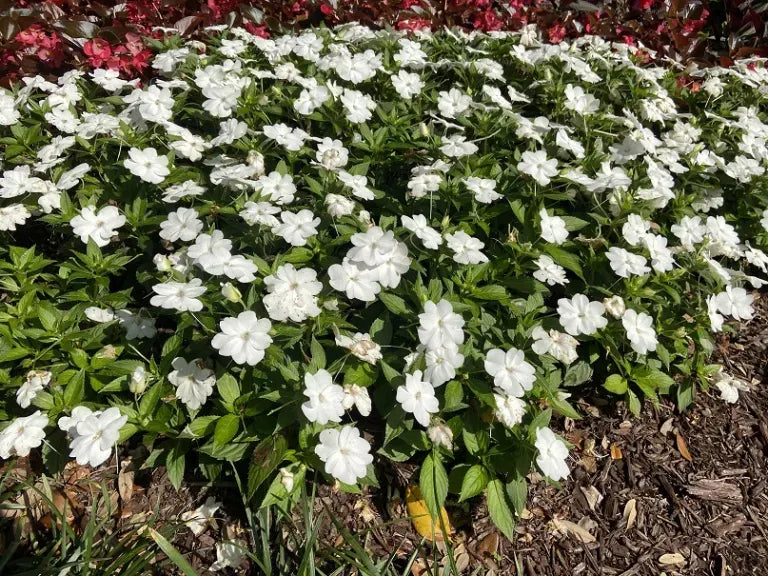 Impatiens Sunpatiens Compact Classic White - View 10 from www redcrocus com