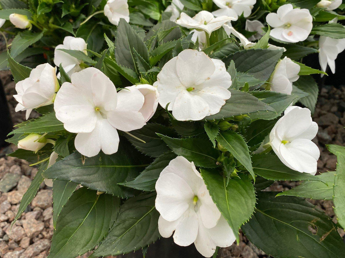 Impatiens Sunpatiens Compact Classic White - View 11 from www redcrocus com