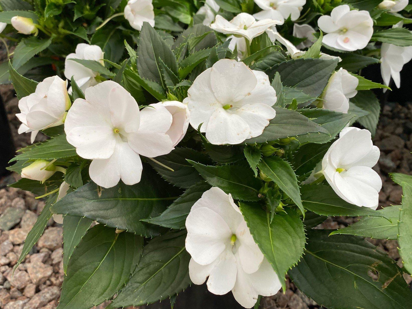 Impatiens Sunpatiens Compact Classic White - View 11 from www redcrocus com