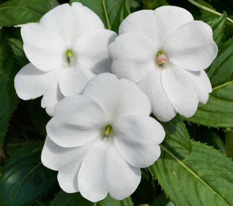 Impatiens Sunpatiens Compact Classic White - View 12 from www redcrocus com