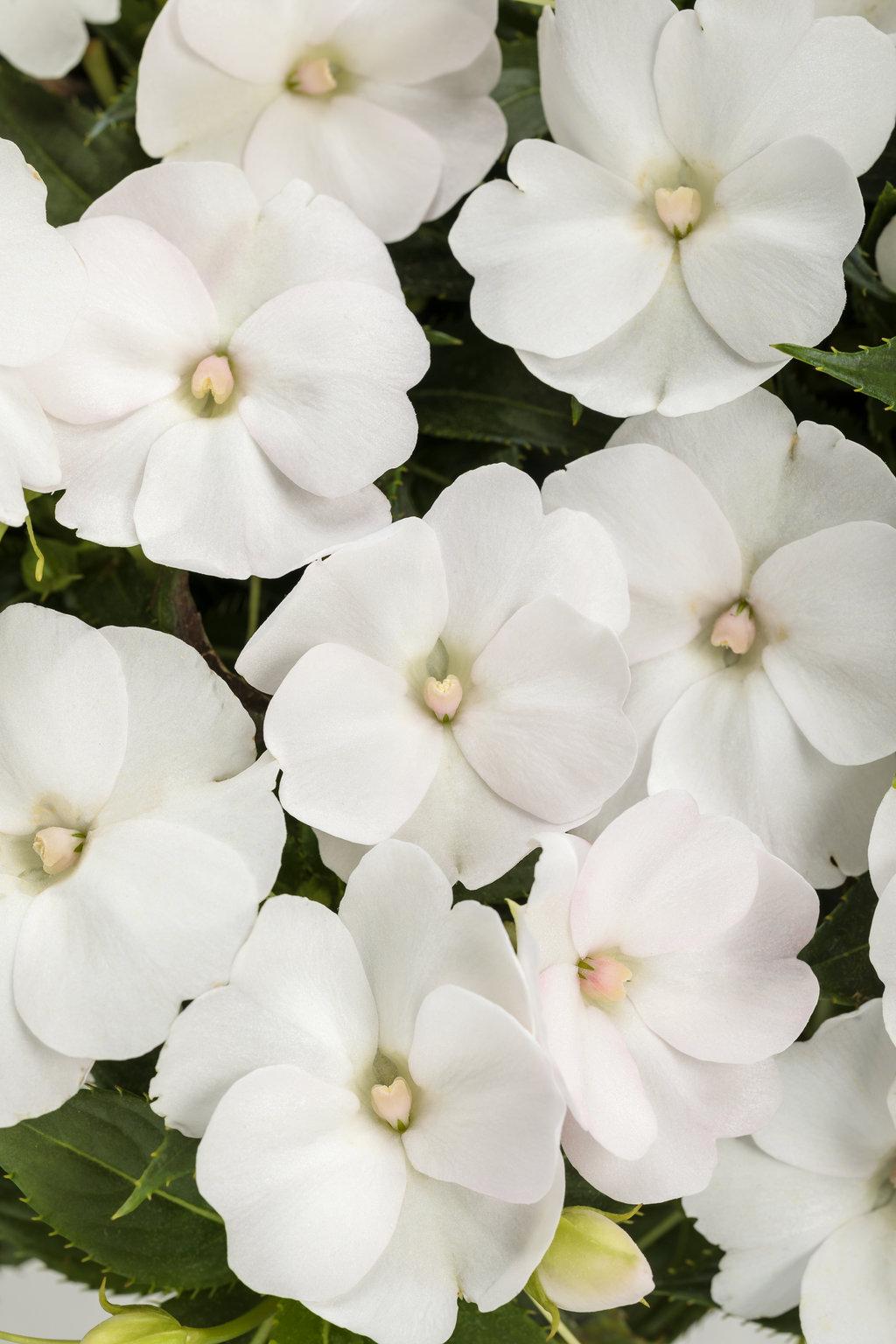 Impatiens Sunpatiens Compact Classic White - View 14 from www redcrocus com