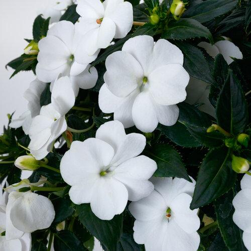 Impatiens Sunpatiens Compact Classic White - View 2 from www redcrocus com