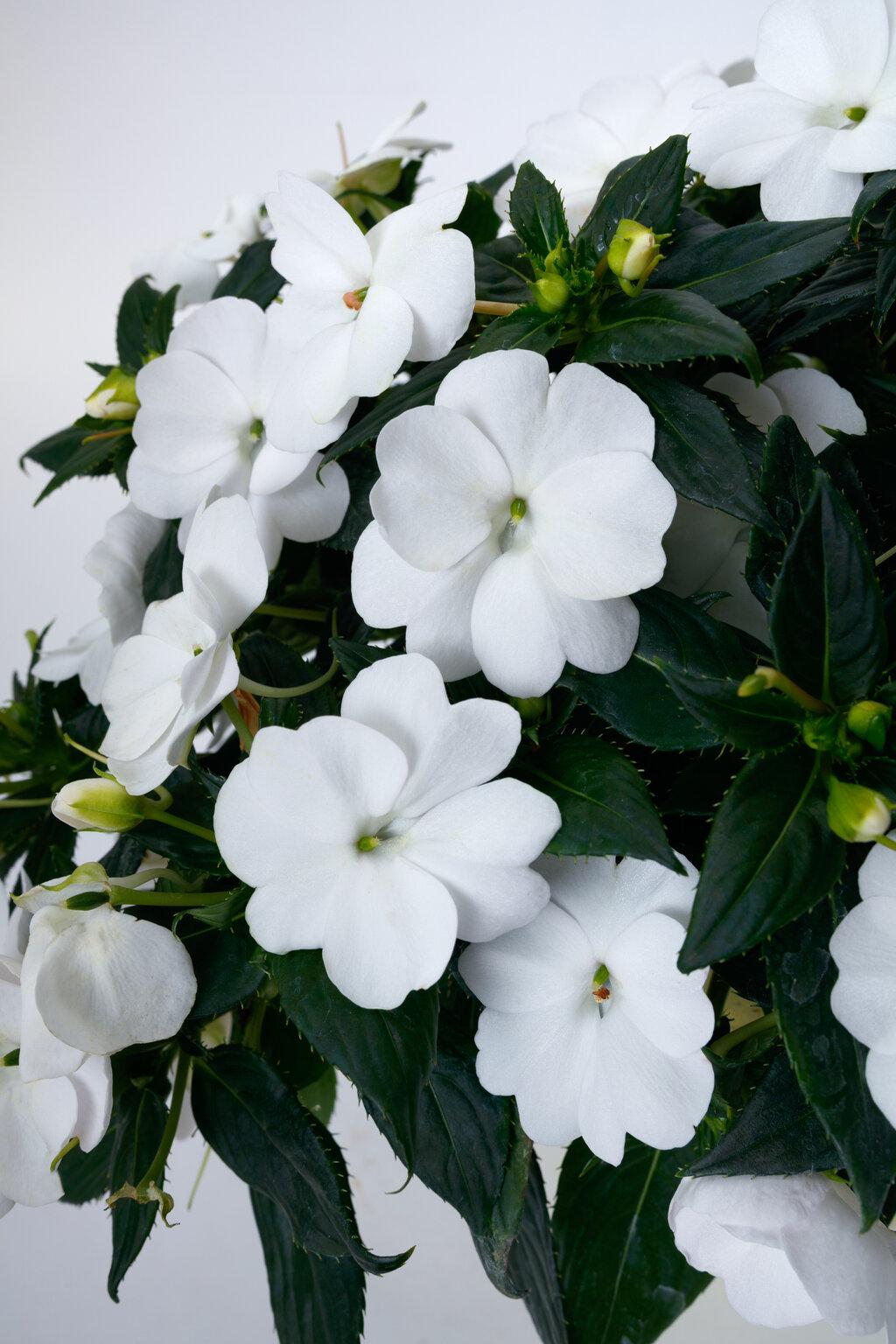 Impatiens Sunpatiens Compact Classic White - View 3 from www redcrocus com
