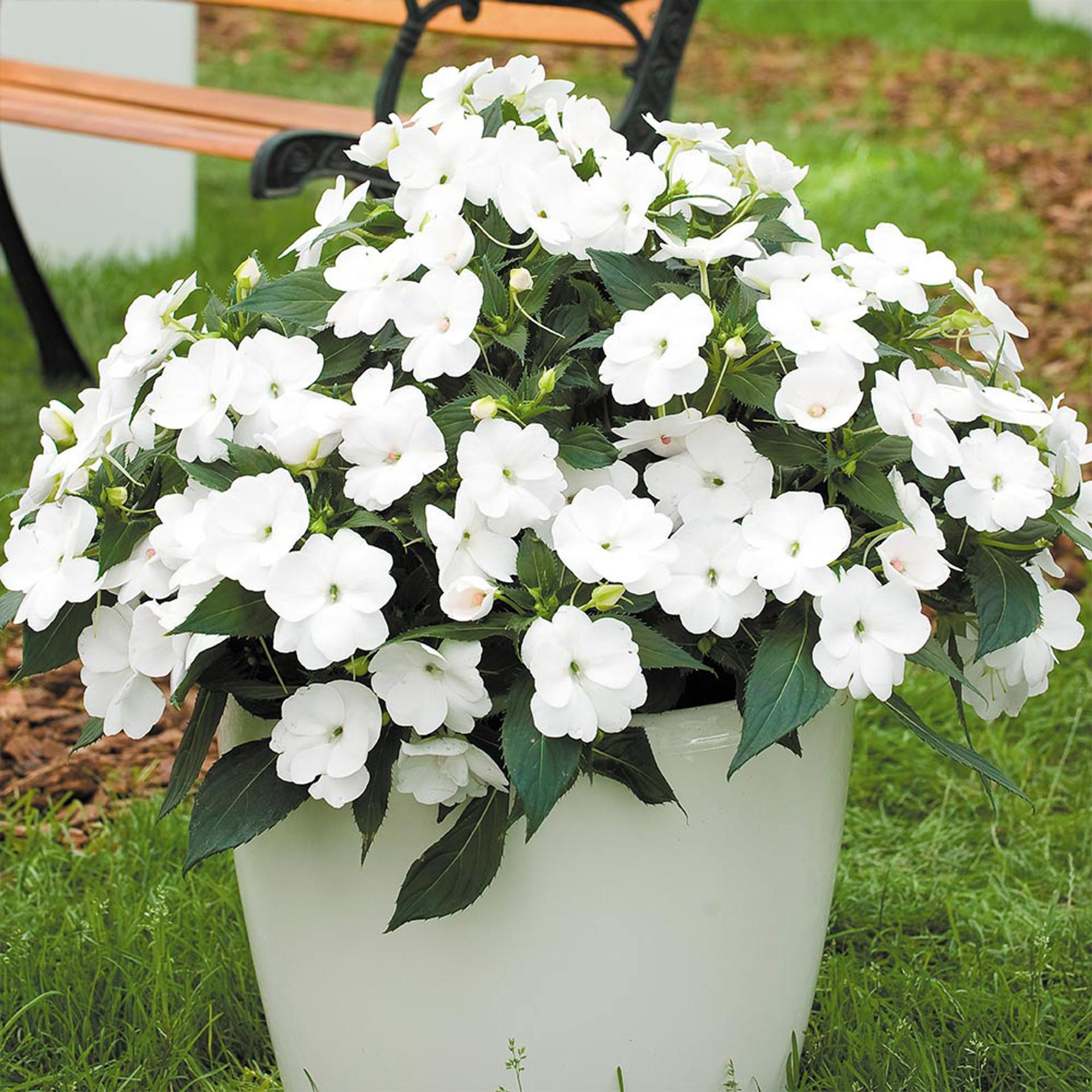 Impatiens Sunpatiens Compact Classic White - View 4 from www redcrocus com