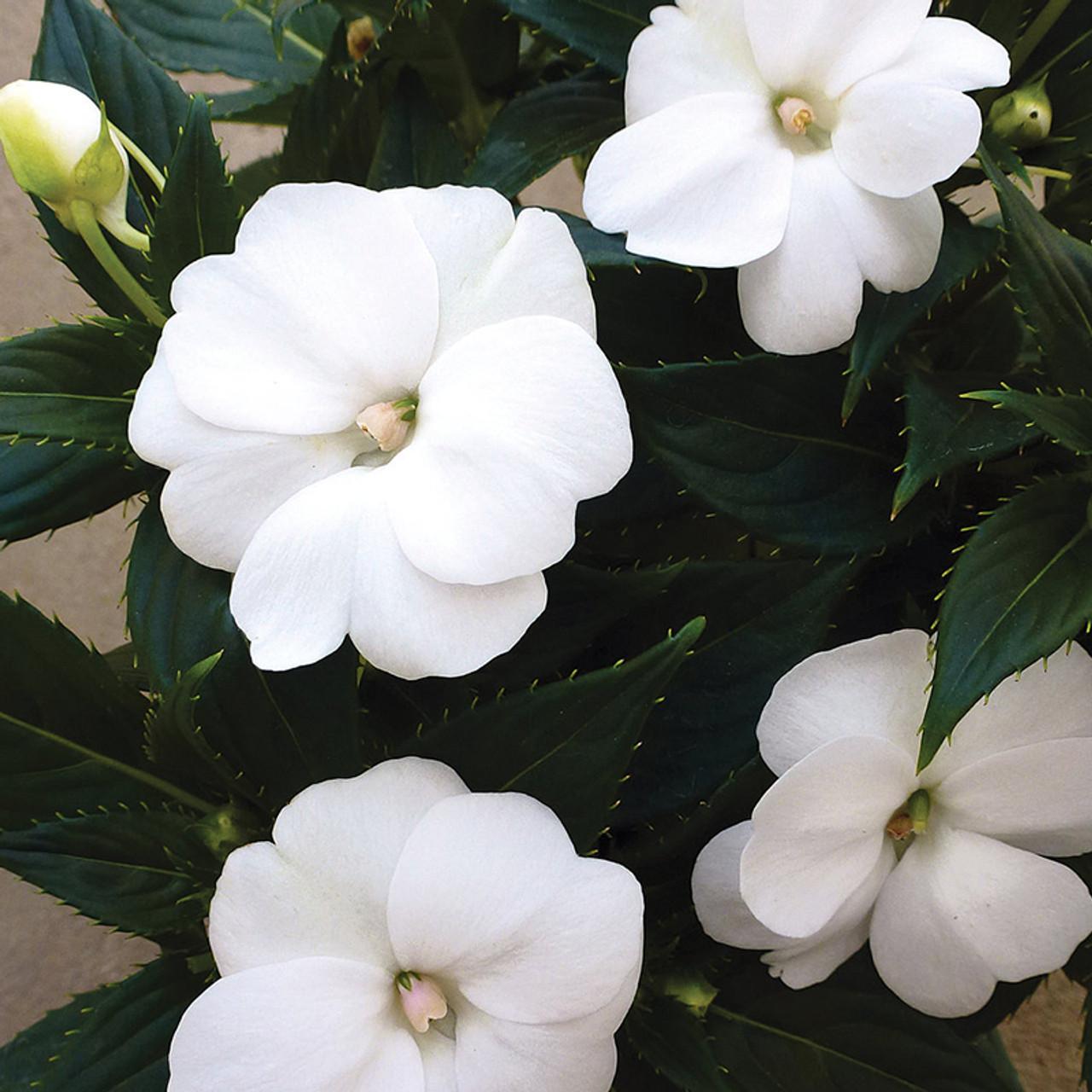 Impatiens Sunpatiens Compact Classic White - View 5 from www redcrocus com