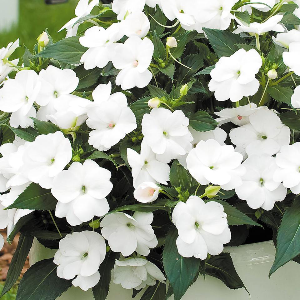 Impatiens Sunpatiens Compact Classic White - View 6 from www redcrocus com