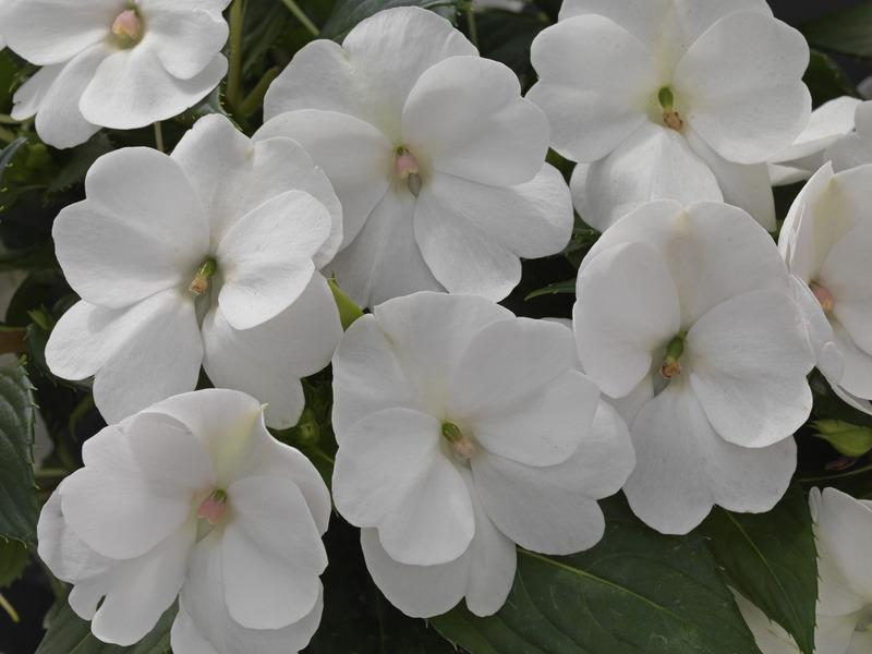 Impatiens Sunpatiens Compact Classic White - View 7 from www redcrocus com