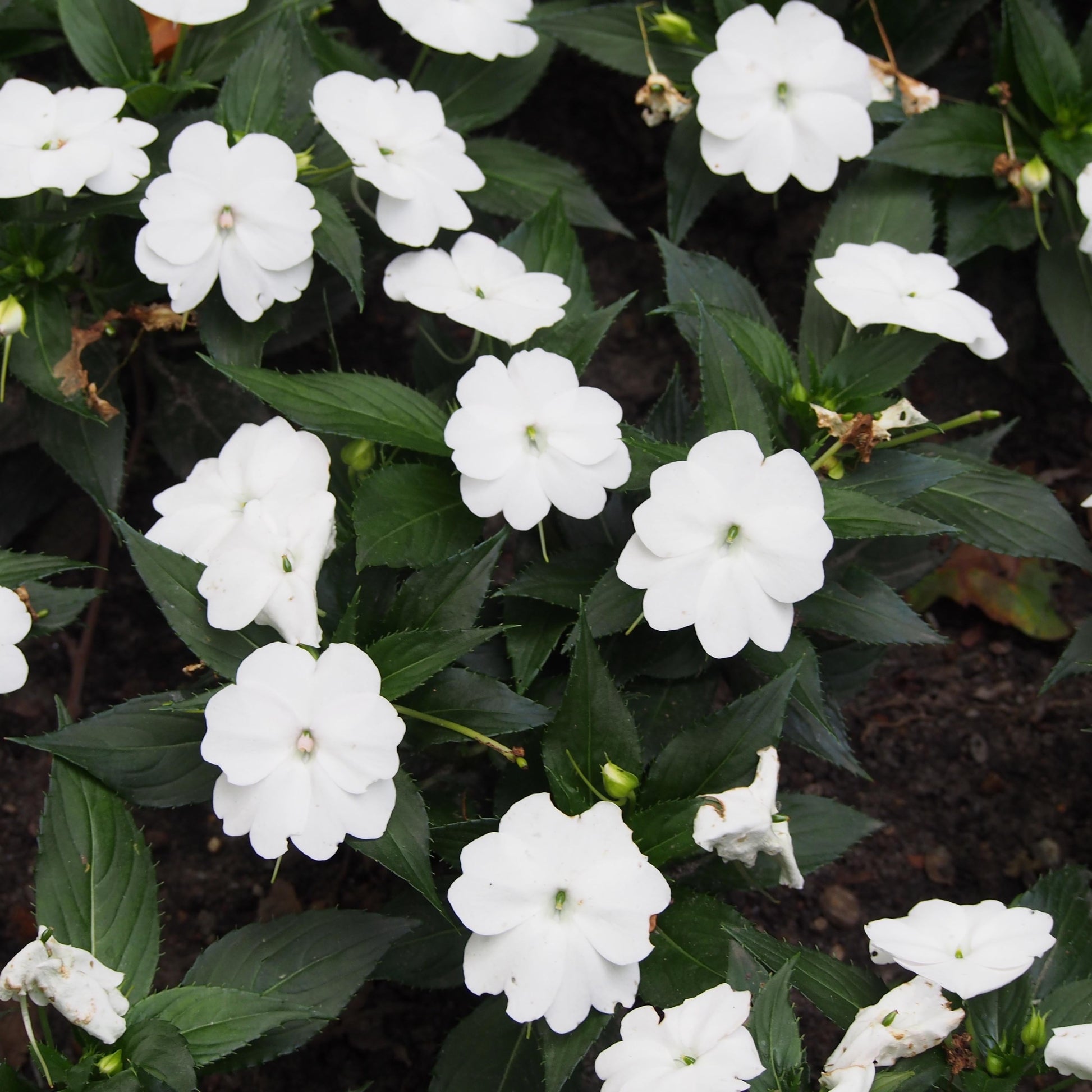 Impatiens Sunpatiens Compact Classic White - View 8 from www redcrocus com