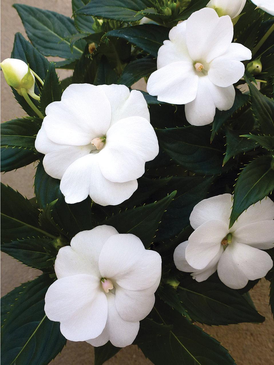 Impatiens Sunpatiens Compact Classic White - View 9 from www redcrocus com