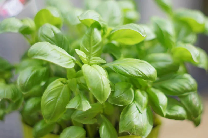 Herb Ocimum Basilicum Sweet Italian Basil - View 10 from www redcrocus com