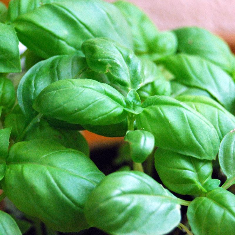 Herb Ocimum Basilicum Sweet Italian Basil - View 10 from www redcrocus com