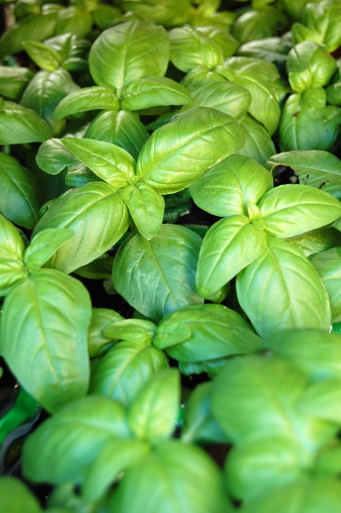 Herb Ocimum Basilicum Sweet Italian Basil - View 11 from www redcrocus com