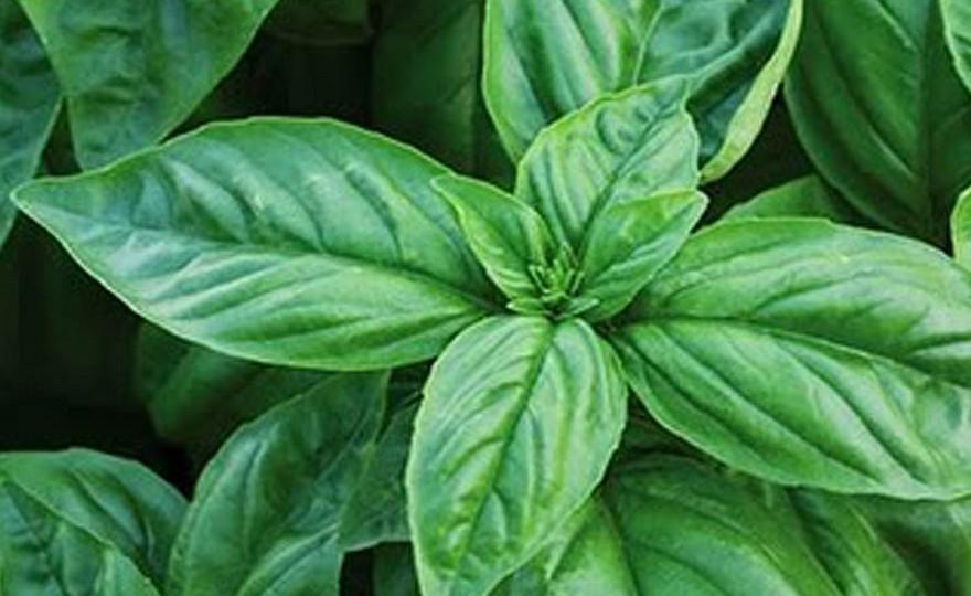 Herb Ocimum Basilicum Sweet Italian Basil - View 13 from www redcrocus com