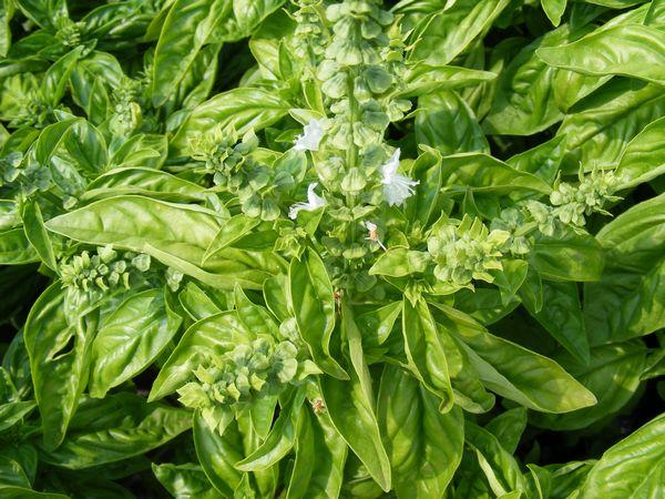 Herb Ocimum Basilicum Sweet Italian Basil - View 16 from www redcrocus com