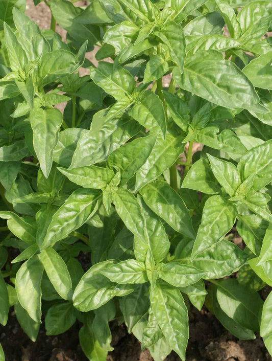 Herb Ocimum Basilicum Sweet Italian Basil - View 1 from www redcrocus com