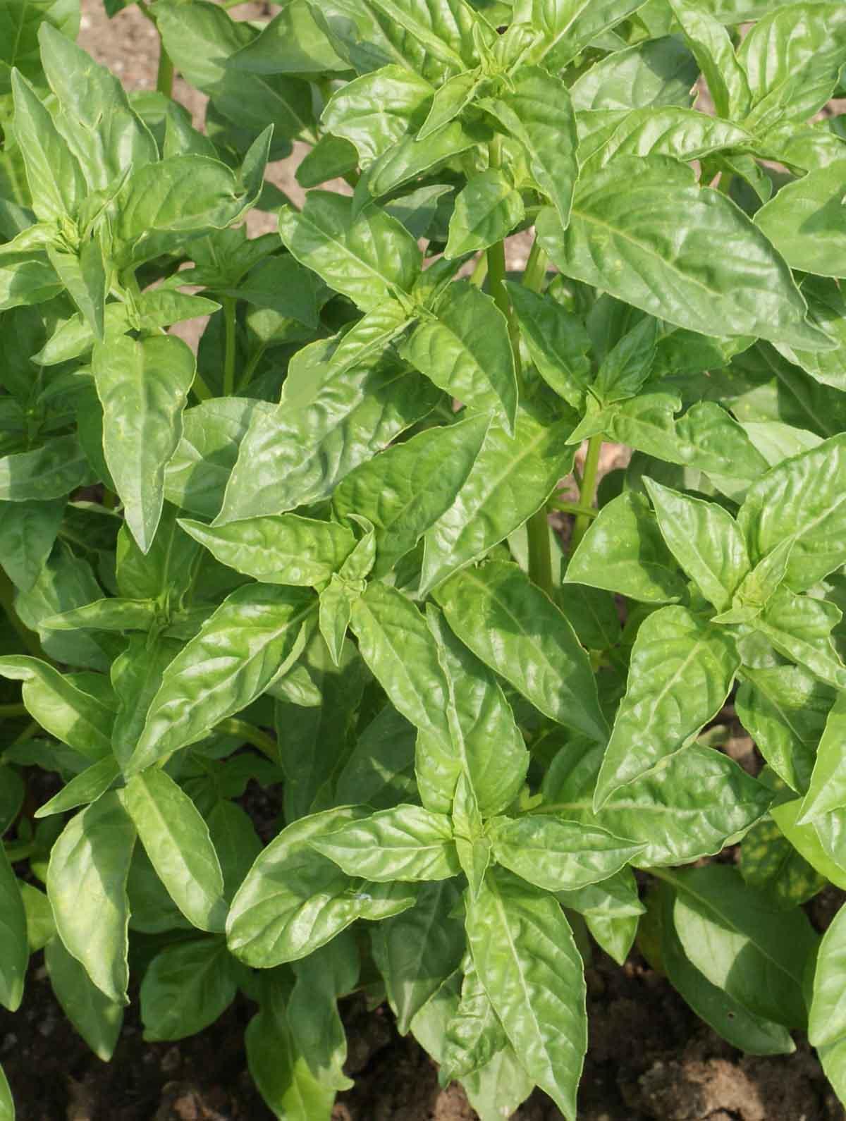 Herb Ocimum Basilicum Sweet Italian Basil - View 2 from www redcrocus com