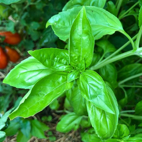 Herb Ocimum Basilicum Sweet Italian Basil - View 5 from www redcrocus com