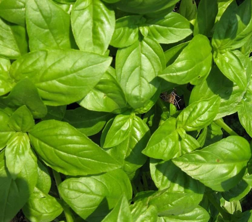 Herb Ocimum Basilicum Sweet Italian Basil - View 6 from www redcrocus com