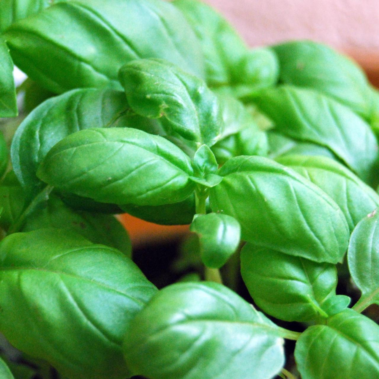 Herb Ocimum Basilicum Sweet Italian Basil - View 7 from www redcrocus com