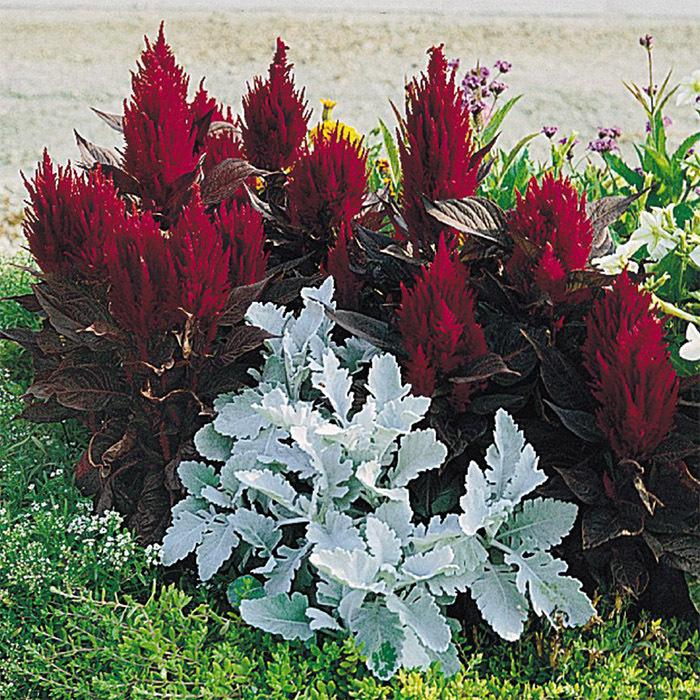 Celosia New Look - View 10 from www redcrocus com