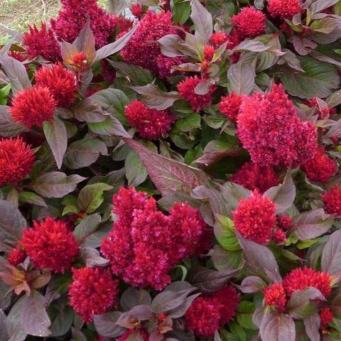 Celosia New Look - View 11 from www redcrocus com