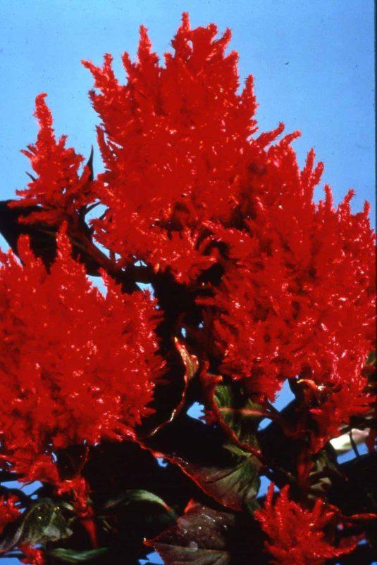 Celosia New Look - View 12 from www redcrocus com