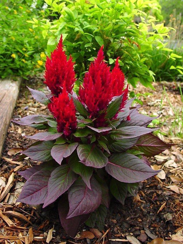 Celosia New Look - View 14 from www redcrocus com