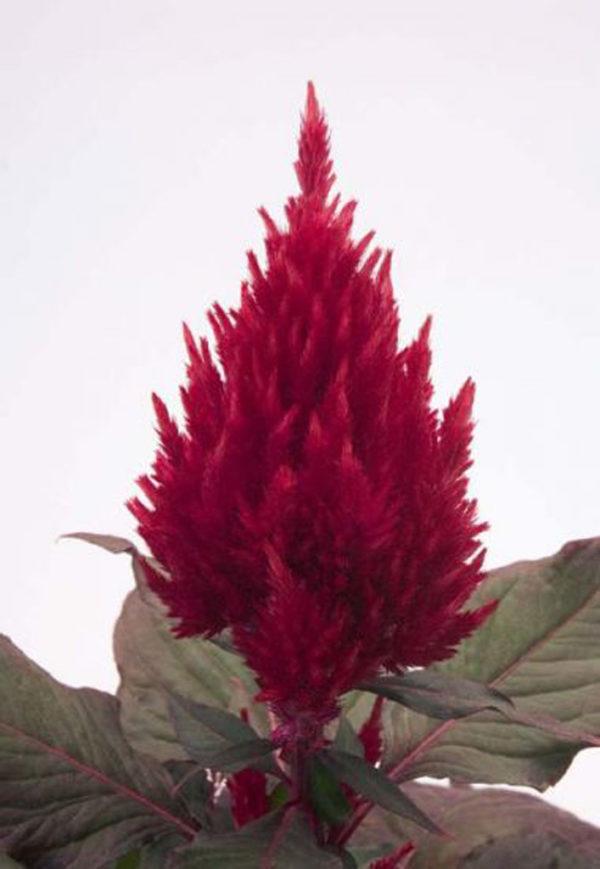 Celosia New Look - View 15 from www redcrocus com