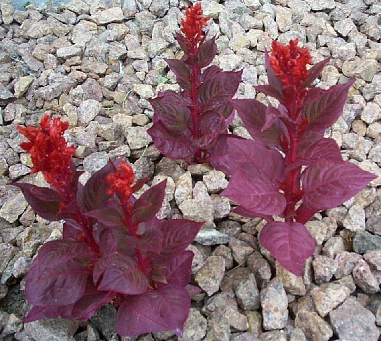 Celosia New Look - View 16 from www redcrocus com